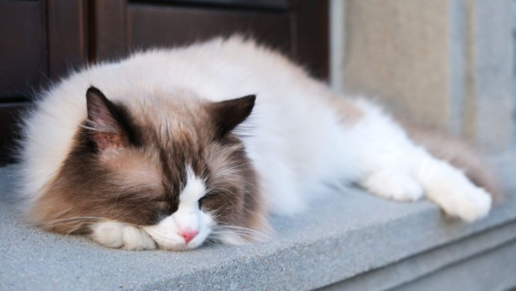 Is Your Ragdoll Cat Lonely? 13 Signs You Can’t Ignore