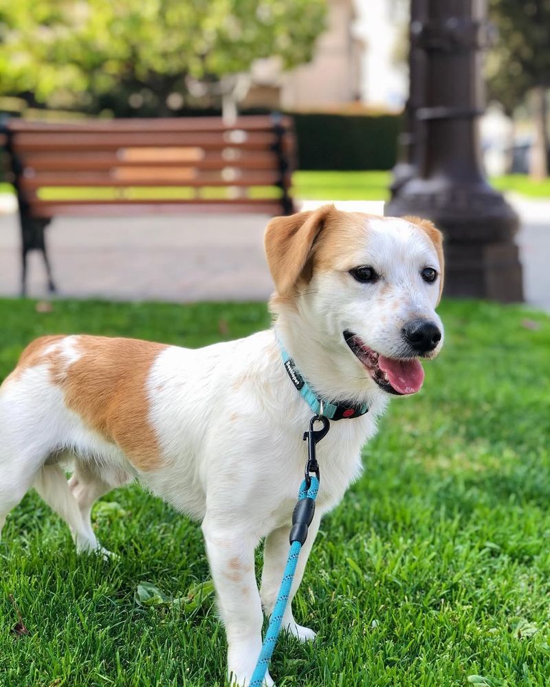 Jack Russell Terrier