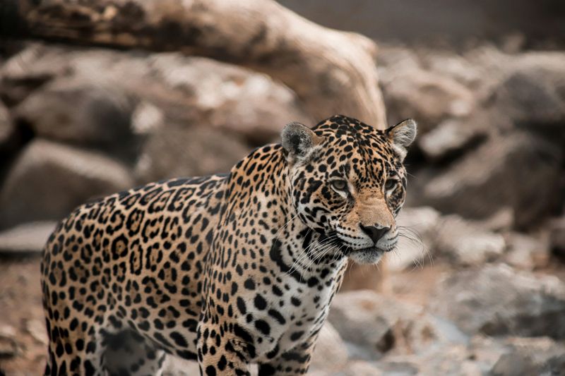 Jaguar