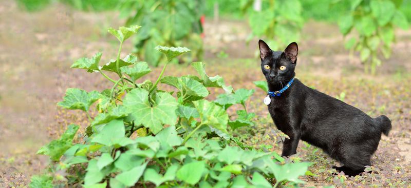 Japanese Bobtail