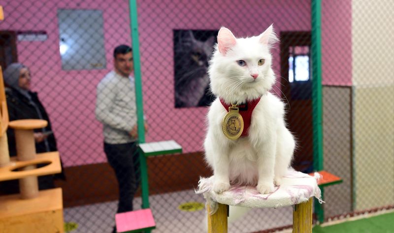 Join Cat Challenges & Contests