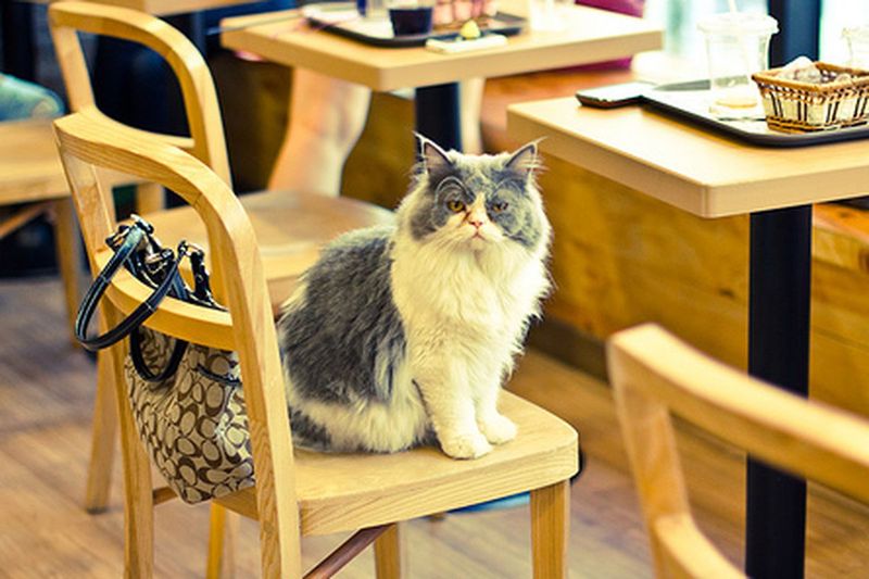 KitTea Cat Lounge & Cafe