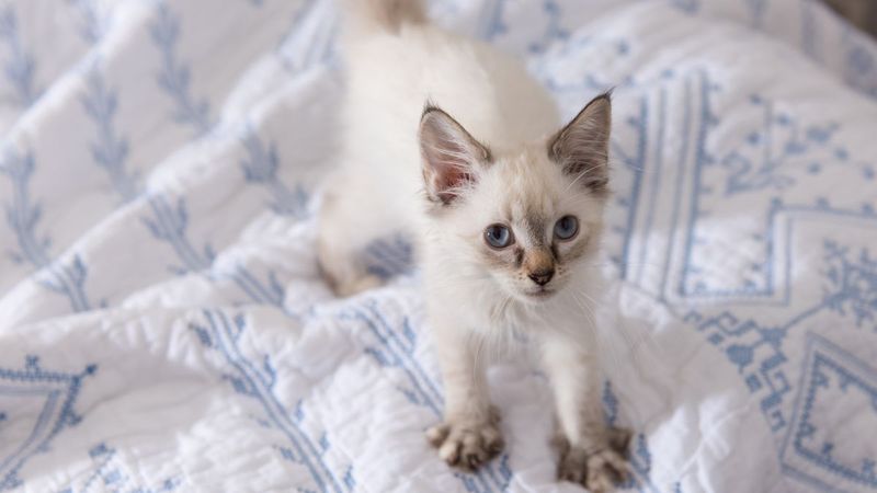 Kneading Behavior