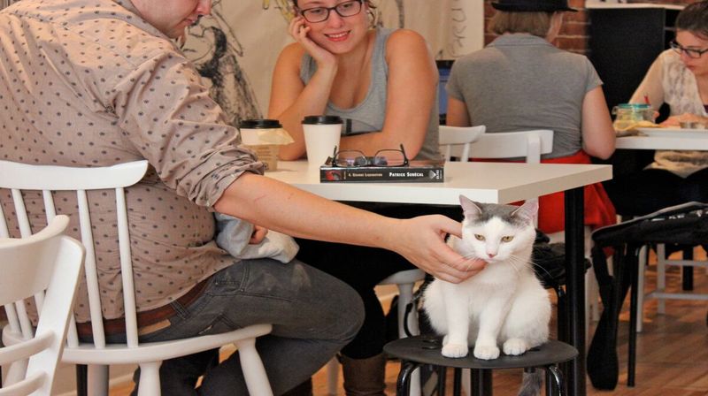 Le Café des Chats (Montreal)