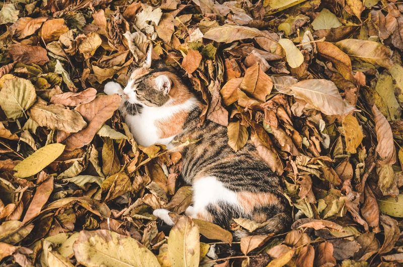 Leaf Pile Hideaway (Seasonal Fun)