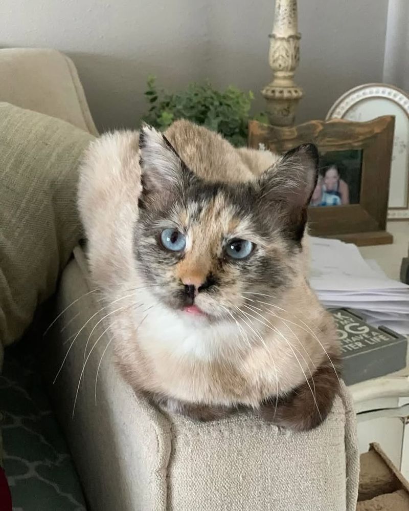 Lilac tortoiseshell cats are loyal and form strong bonds with their owners.
