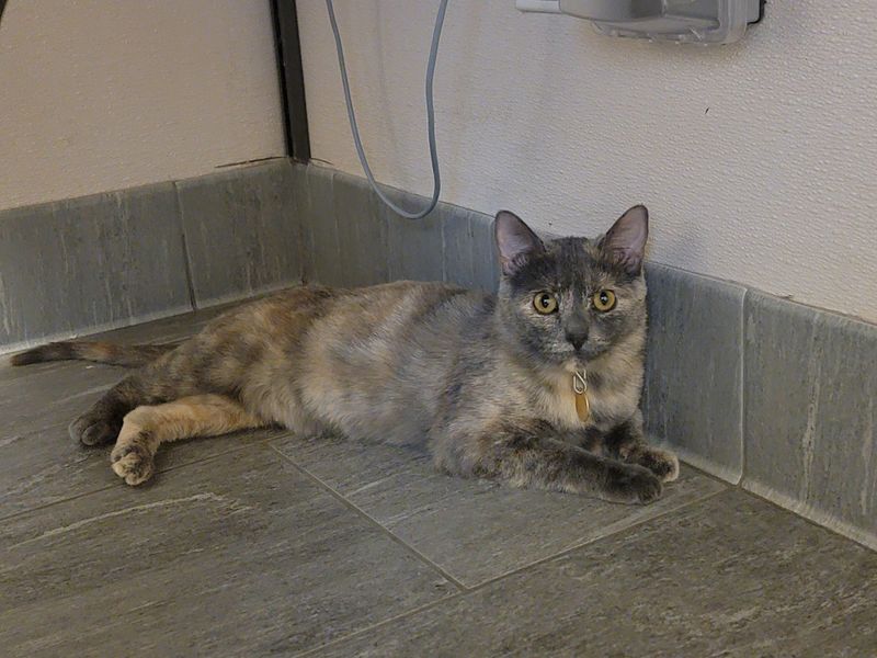 Lilac tortoiseshell cats have a diluted coat color that combines lavender, gray, and cream.