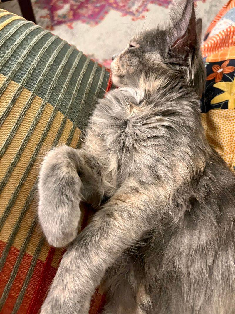 Lilac tortoiseshell cats tend to be affectionate and enjoy human companionship.