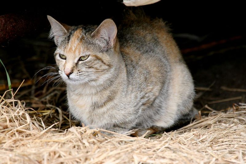 Lilac tortoiseshell cats typically have a short, low-maintenance coat.