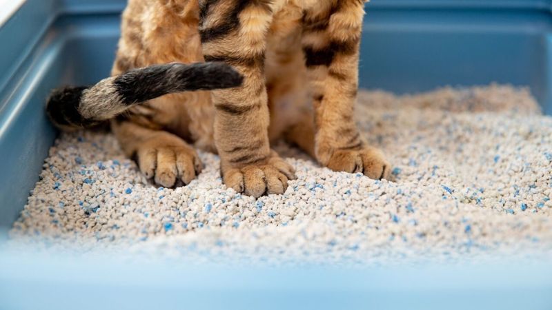 Litter Box Issues