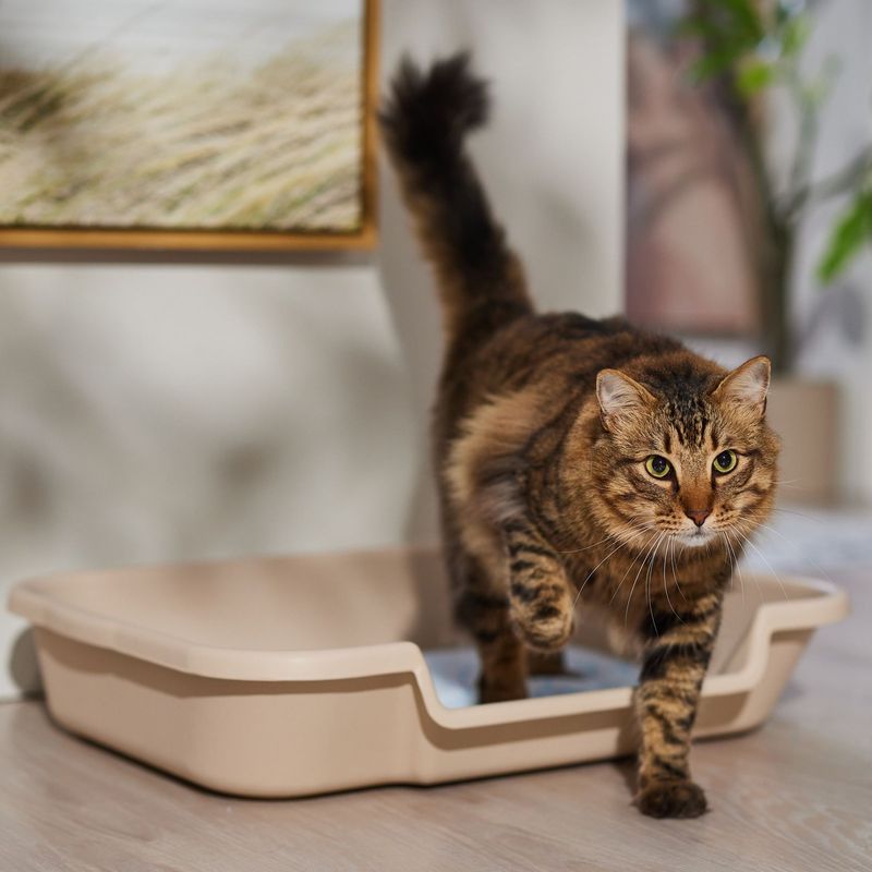 Litter Box with Low Sides