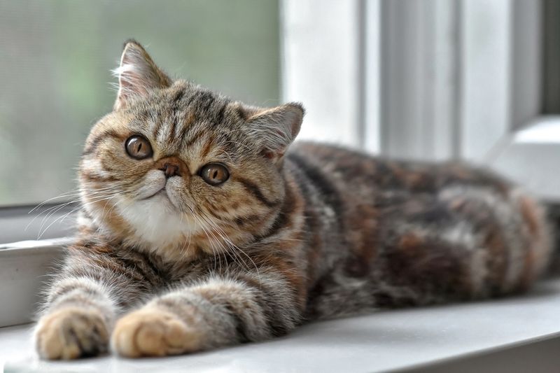 Low-Key Royalty – Exotic Shorthair