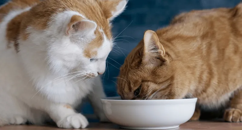 Lower Stress and Anxiety in Multi-Cat Homes