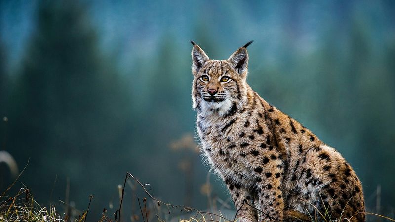 Lynx