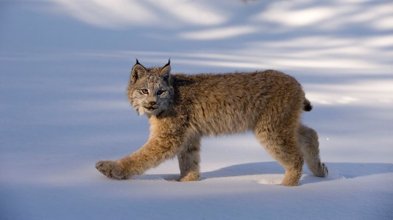 Lynx