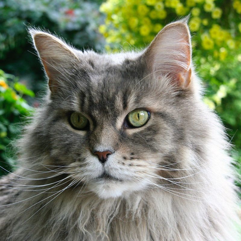 Maine Coon