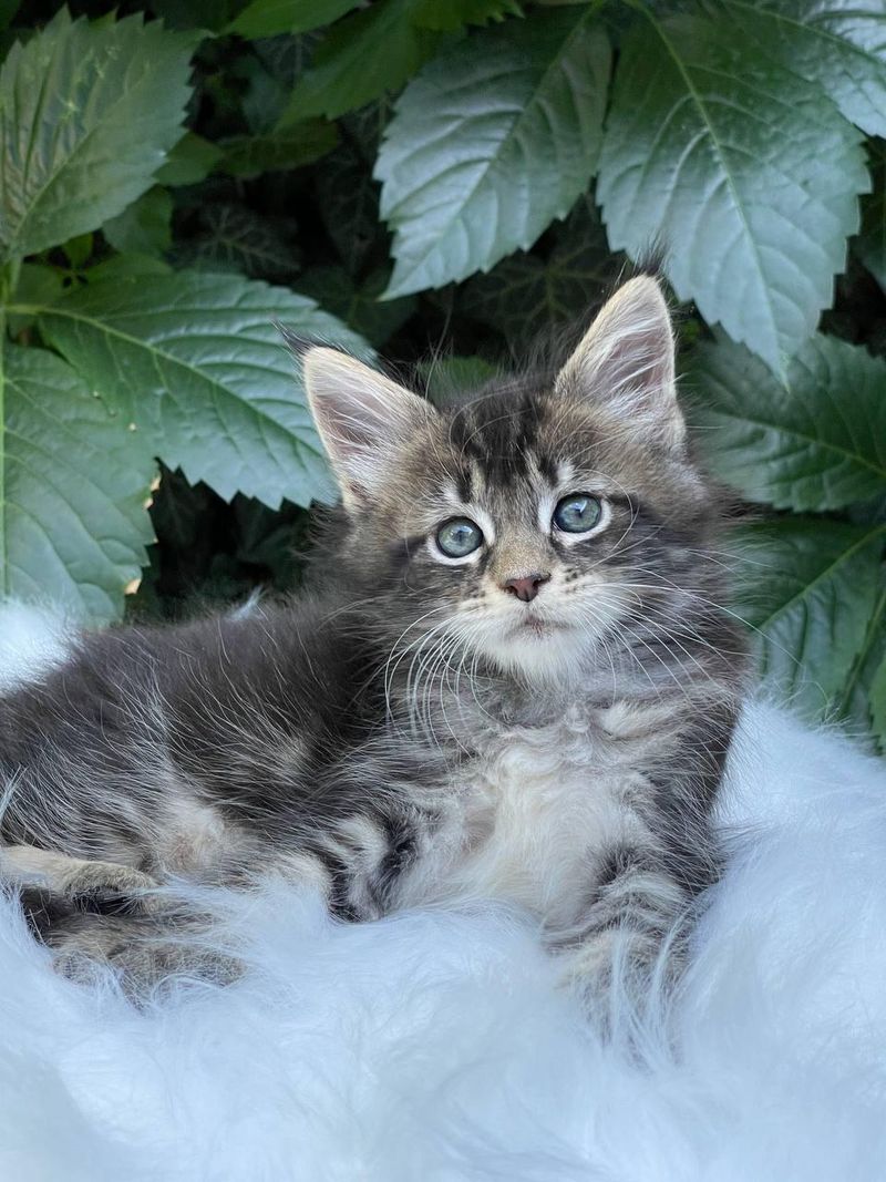 Maine Coon