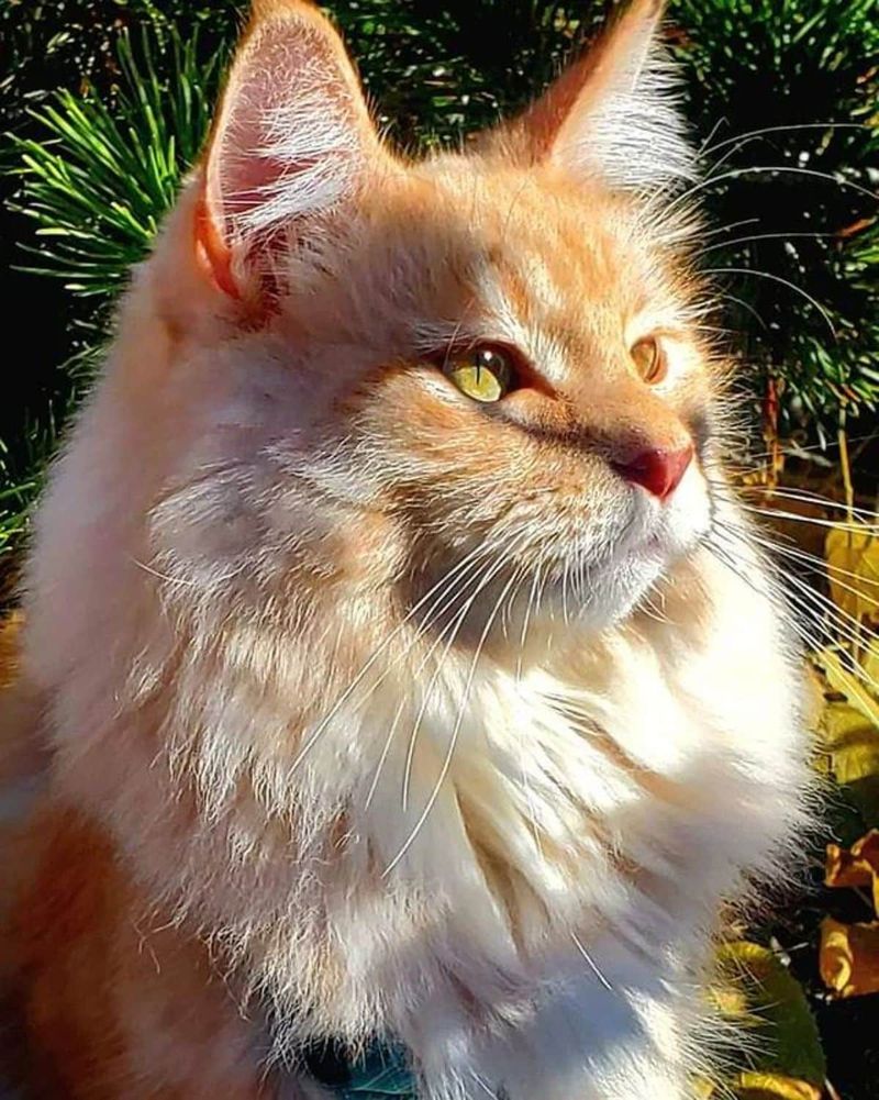 Maine Coon