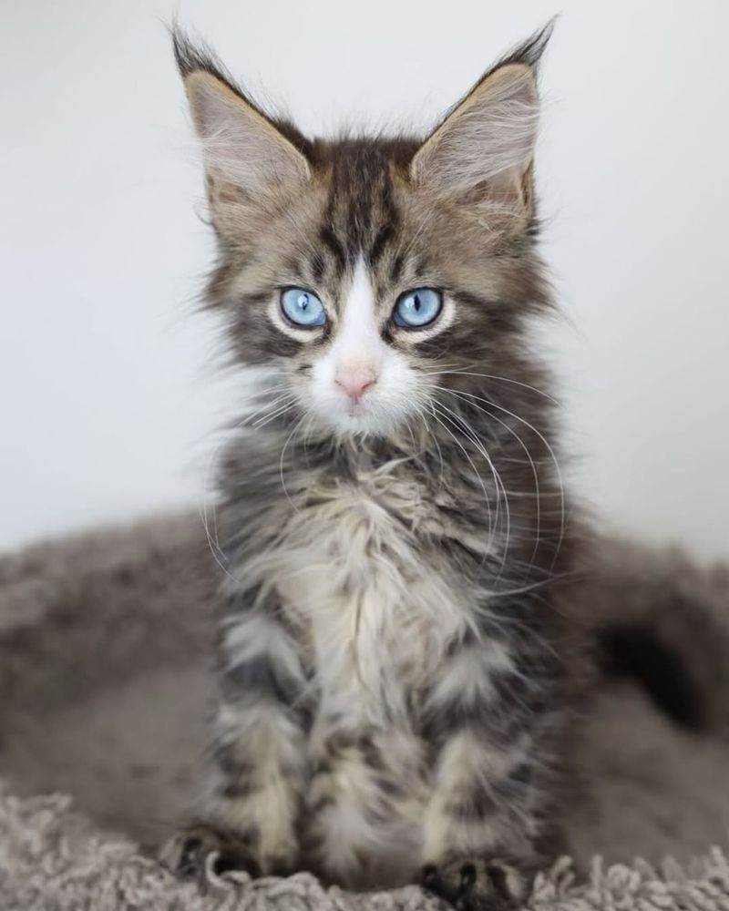 Maine Coon