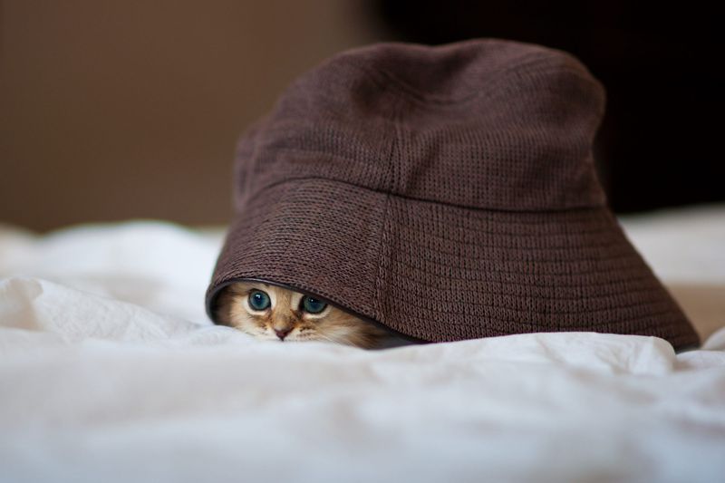 Master of Hide and Seek