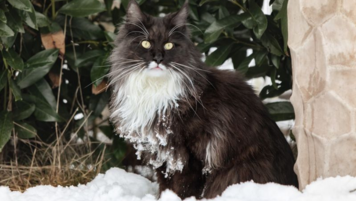 Meet the Regal Black and White Maine Coon — 13 Traits of the Coon Clan Gentleman