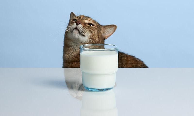 Milk Helps Cats Stay Hydrated 