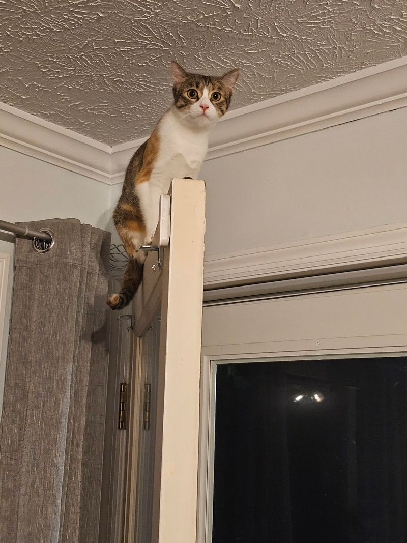 Mind if I oversee things from up here? Nope? Perfect!