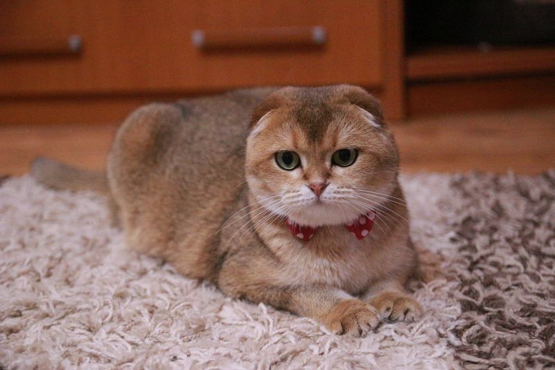 Mysterious Charmer – Scottish Fold