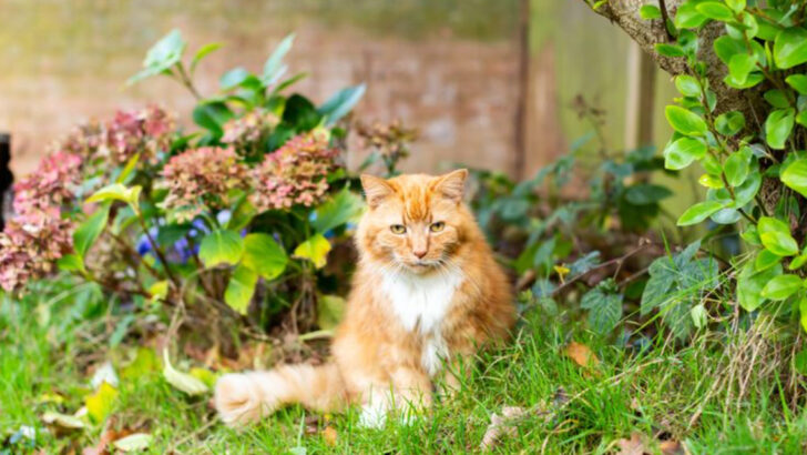 Mystery of the Missing Outdoor Cats: 15 Astonishing Reasons They Vanish