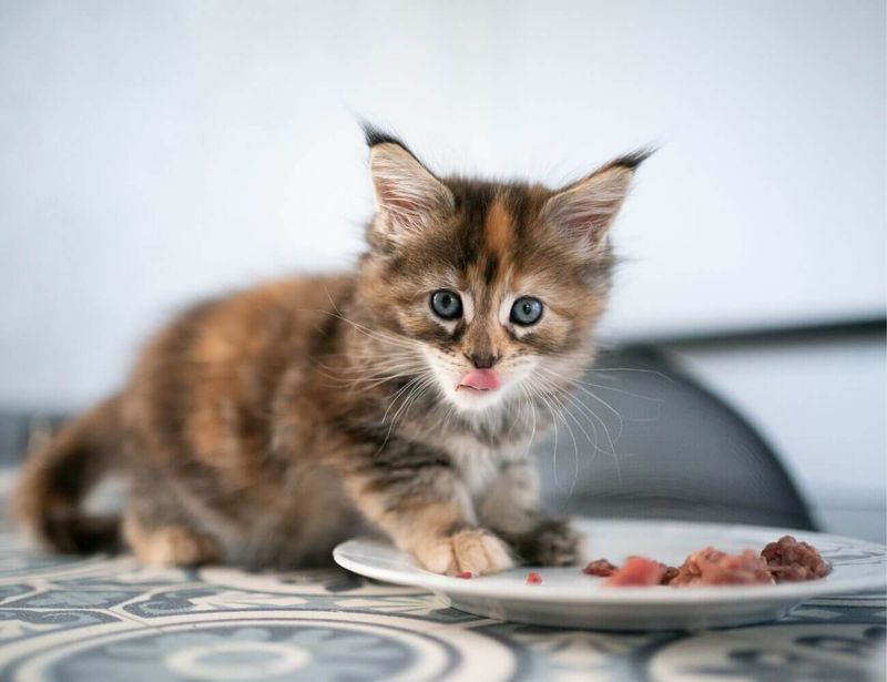 Myth: All Cats, Regardless of Age, Can Eat the Same Food