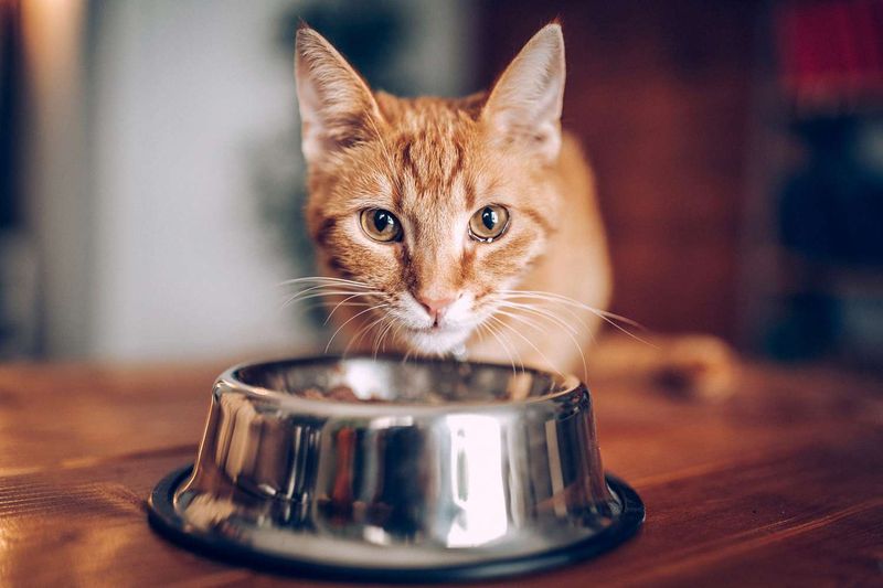 Myth: Cats Can Self-Regulate Their Calorie Intake