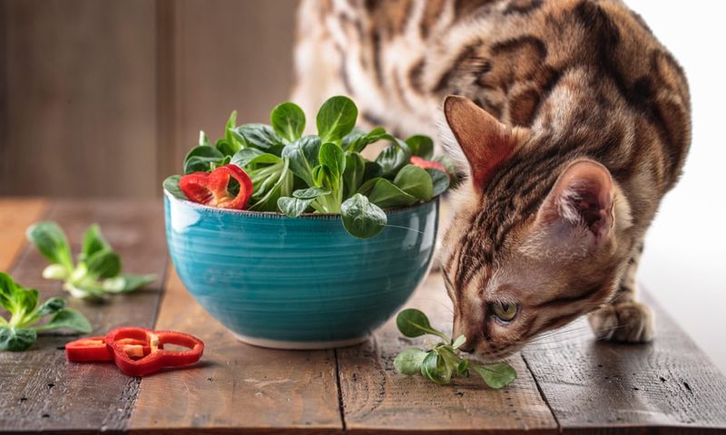 Myth: Cats Can Thrive on a Vegan Diet