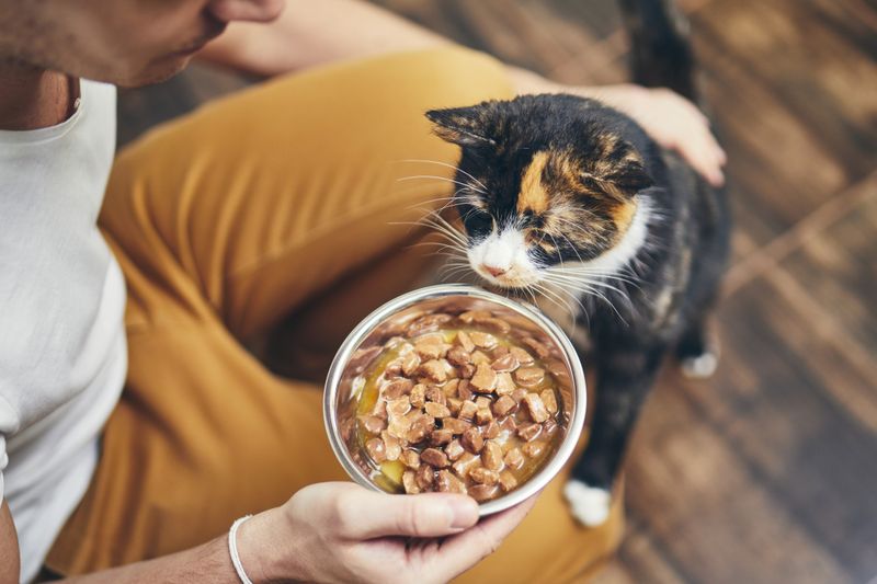 Myth: Cats Don’t Need Dietary Variety