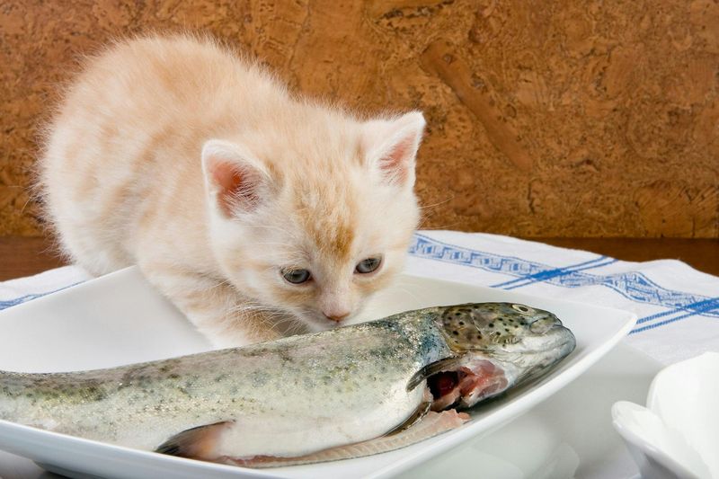 Myth: Fish Should Be a Staple in Every Cat’s Diet