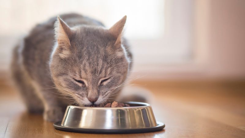 Myth: Human Food Is a Good Substitute for Cat Food