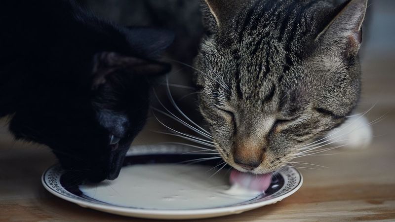 Myth: Milk Is Great for Cats’ Bones