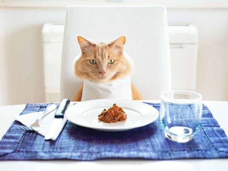 Myth: Premium Brand Cat Food Guarantees Better Health