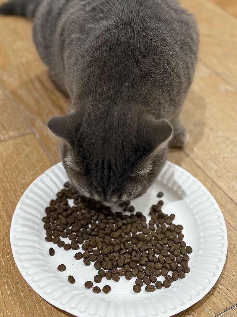 Myth: Wet Food Is Always Superior to Dry Food