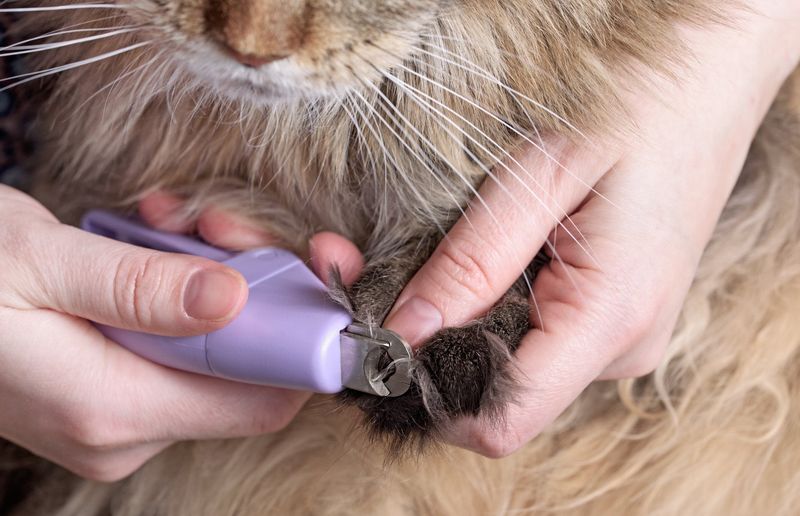Nail Clippers for Older Cats