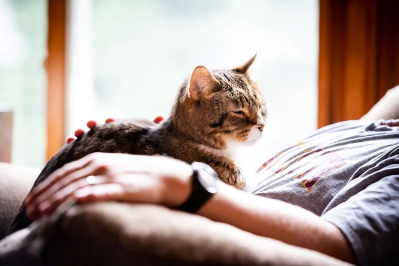 Napping in Your Lap