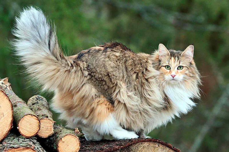 Nature Lover – Norwegian Forest Cat