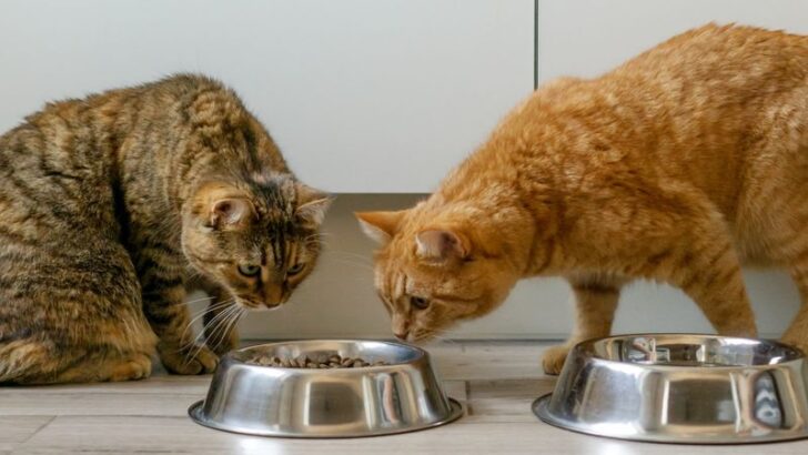 New Pet, New Drama – 15 Tips to Stop the Cat-astrophe of Jealousy