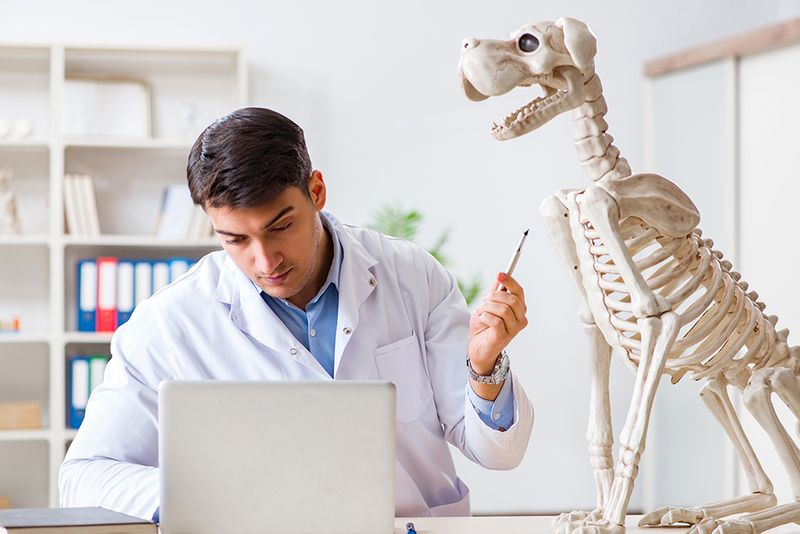 No Health Guarantees or Vet Records