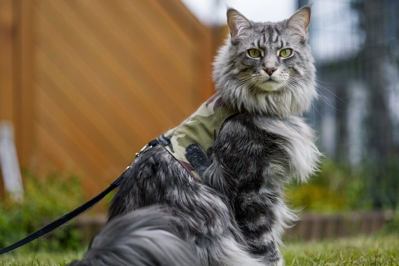 Norwegian Forest Cat