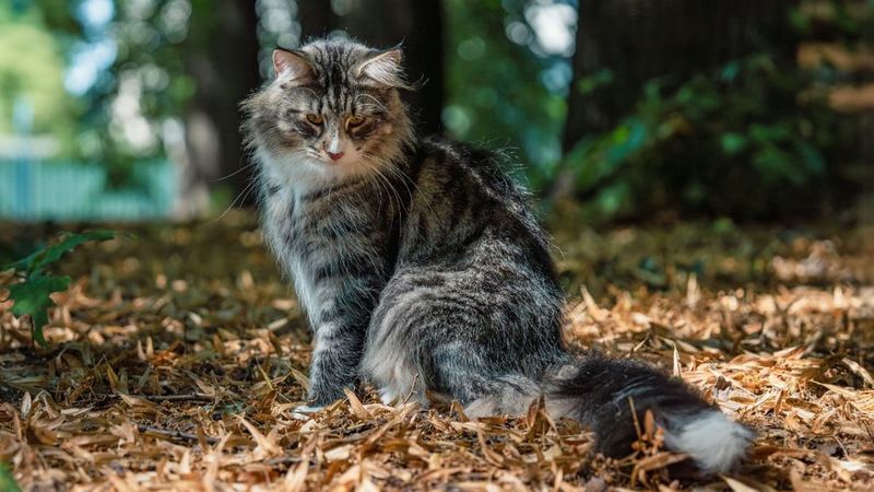 Norwegian Forest Cat