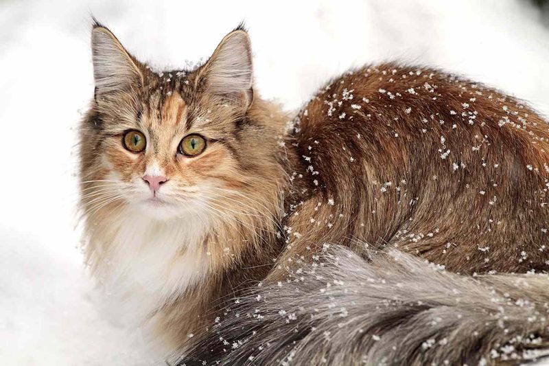 Norwegian Forest Cat