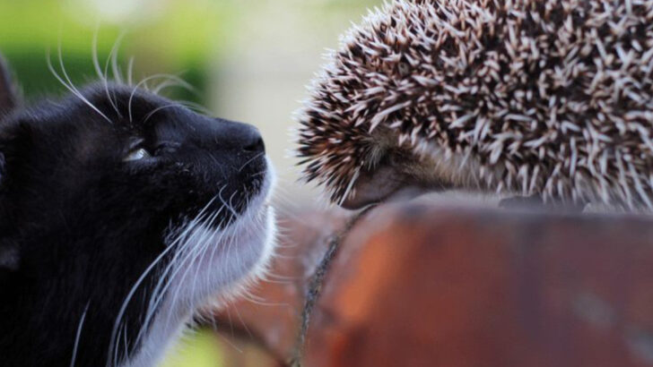 Not All Pets Get Along! 15 Animals That Can be a Bad Match for Cats