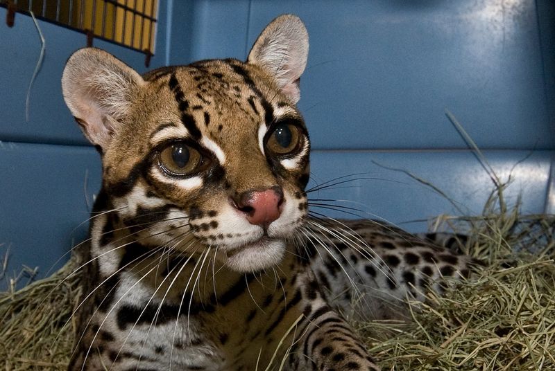 Ocelot