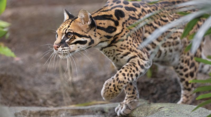 Ocelot