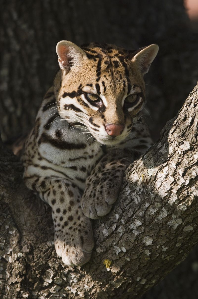 Ocelot